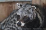 African civet