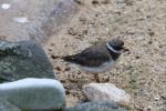 Common ringed plover