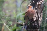 Common chaffinch