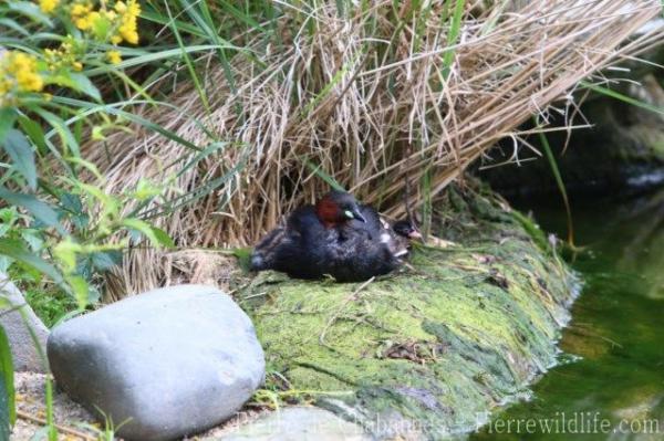 Little grebe