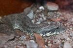 Common death adder