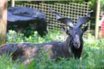 Markhor