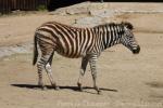 Chapman's zebra