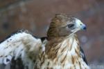 Booted eagle