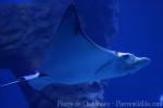 Longnosed eagle ray