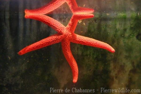 Red starfish