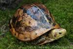 South Vietnam box turtle