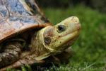 South Vietnam box turtle