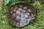 Sulawesi forest turtle