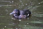 Baer's pochard