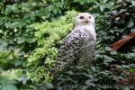 Snowy owl