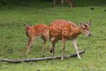 Vietnamese sika deer