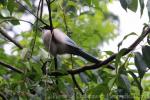 Azure-winged Magpie