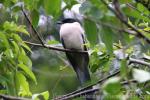 Azure-winged Magpie