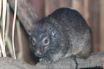 Western tree hyrax