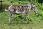 Grévy's zebra