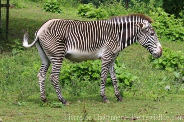 Grévy's zebra