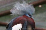 Southern crowned-pigeon