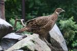 Himalayan monal