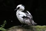 Smew