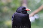 Red-billed chough