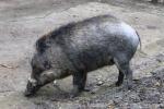 Visayan warty pig