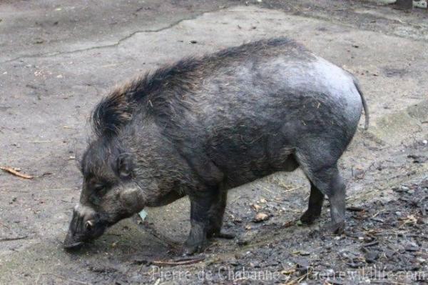 Visayan warty pig