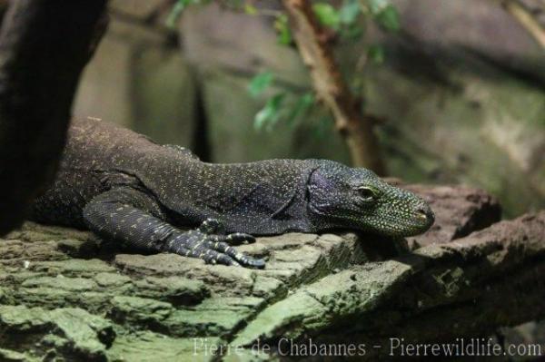 Crocodile monitor