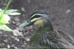 Pacific black duck