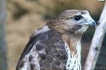 Red-tailed hawk