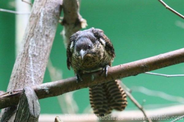 Western koel