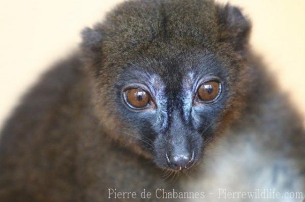 Red-bellied lemur