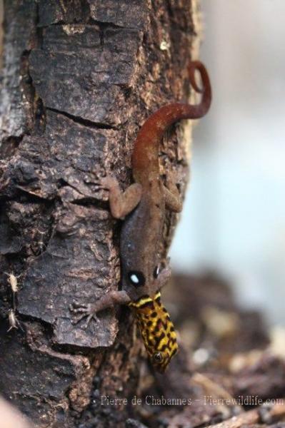 Eyespot clawed gecko