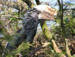 Silvery-cheeked hornbill *