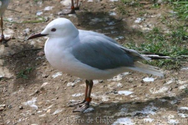 Slender-billed gull