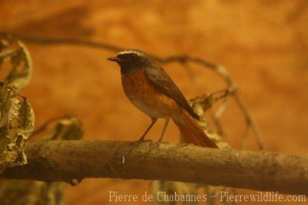 Black redstart