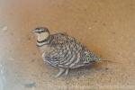 Pin-tailed sandgrouse