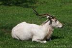 Addax