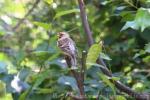 Lesser redpoll