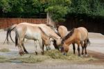 Przewalski's horse