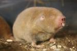 Mechow's mole-rat