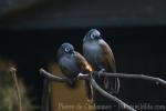 Sunda laughingthrush