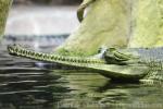 Indian gharial