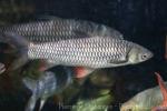 Red-finned cigar shark