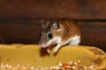 African pygmy mouse