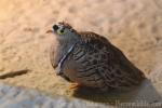 Four-banded sandgrouse