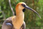 Black-faced ibis