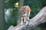 Chinese dhole