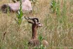 Southern gerenuk