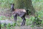 Siberian musk-deer